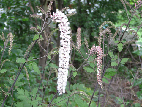 Actaea, Actea, Cimicifuga racemosa atropurpurea, bloom